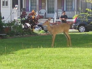 deer, Ocean Grove, Main Ave