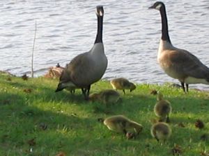 The Goose and the goslings Canadian geese, Fletcher Lake, Ocean Grove, Bradley Beach, goose, goslings, Mother Goose