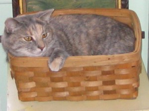 Rescue cat, The Three Kittens, Nora, tabby cat