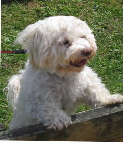 Havanese Bijon mix, Bocce court,. cheerleader, Ocean Grove, Bocci, Boccie, Pacqui