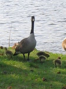 Mother Goose and her goslings Canadian Goose, goslings, Fletcher Lake, Ocean Grove,