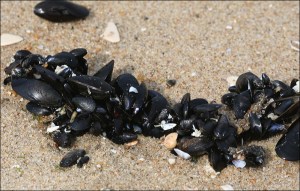 Mussel Beach Mussels, Ocean Grove