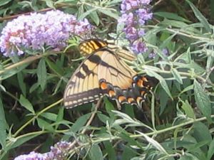 Monarch butterfly, butterfly bush, Elton John, Someone Saved my life tonight