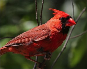 birding in Central Park, male cardinal