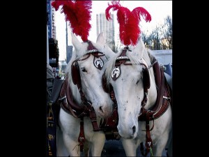 Red plumes, white horses, Central Park carriage horses