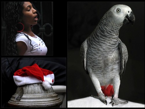 Red hoop earrings, Santa Claus hat, Gray parrot, red tail feathers, fire hydrant, girl with red earrings, African parrot