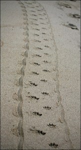 foot prints in the sand,