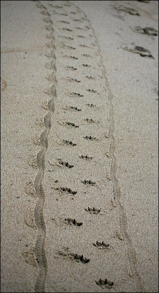 foot prints in the sand,