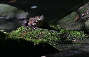 Central Park, frog, bull frog