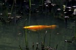 Koi in a&nbsp;Pond