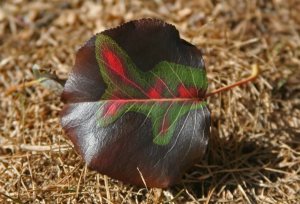 Mother Nature's art work Oct 07 OG Red and green leaf, autumn leaf, Ocean Grove NJ,