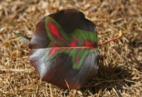 Red and green leaf, autumn leaf, Ocean Grove NJ,