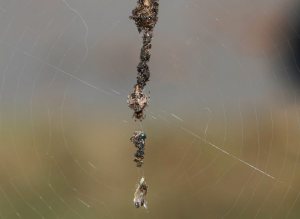 Ocean grove, spider, spider web