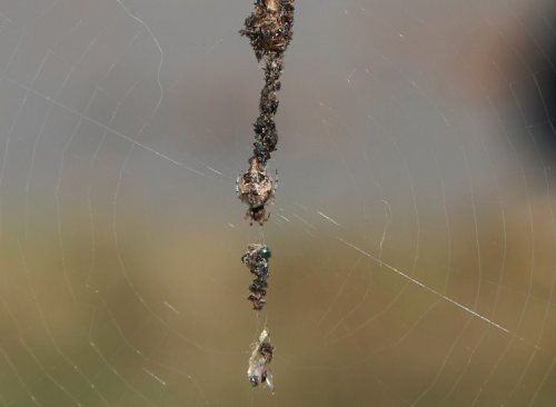 Ocean grove, spider, spider web