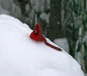 Central Park in the snow, cardinal, red cardinal