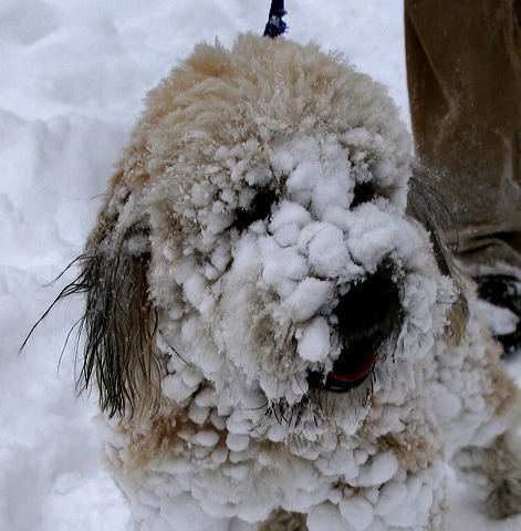 Snow Poodle