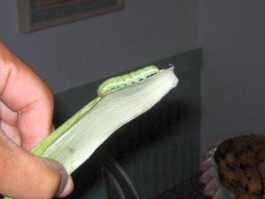 farm stand, corn on the cob, fresh corn, 