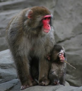 Baboon and baby, red face, Central Park zoon