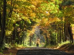 country road, fall, fall foliage, turning leaves