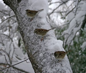 Snow in Central Park, Murray Head,