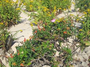 jersey shore, ocean grove, orange berries