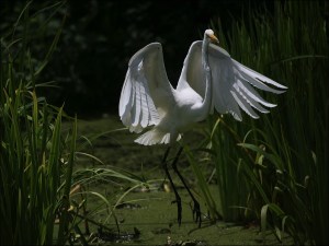 white egret, central park, Murray Head, egret wing span