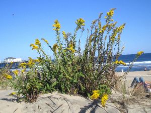 Ocean Grove, goldenrod, sand dunes, beach, kite, October