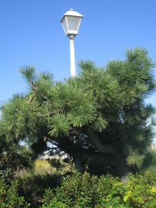 ocean grove, jersey shore, pine tree, lantern