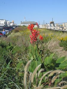 Red flower, Jersey shore, Ocean Grove
