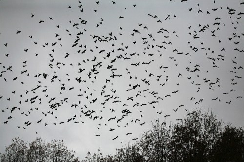 grackles, starlings, flocks, Central Park, Murray Head