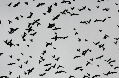 grackles, starlings, flock, Murray Head, Central Park