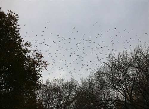 grackles, starlings, flock,Murray Head, Central Park