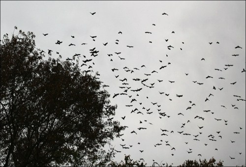 flocks, central park, Murray Head, grackles, starlings