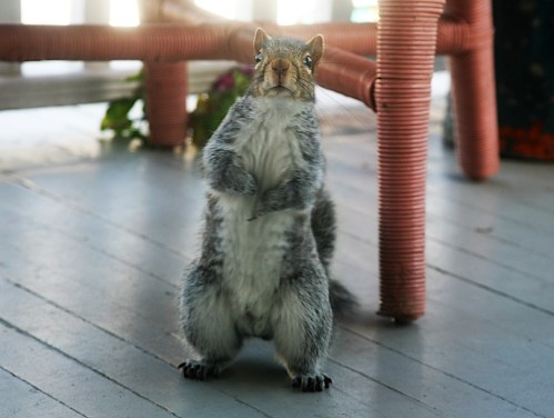 A beggar comes a knocking Ocean Grove