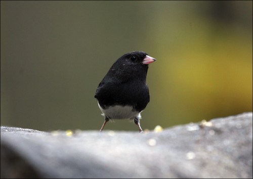  Central Park, New York city, murray head