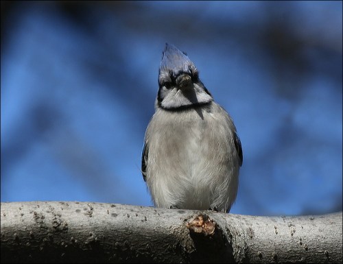 Blue Jay, blue sky, Central park, New York city, Murray head