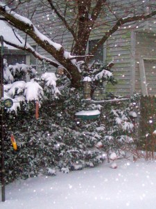bird feeder, snow storm, December 26th, La Vien en Rose