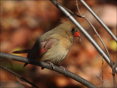 Central Park, Murray Head, New York City