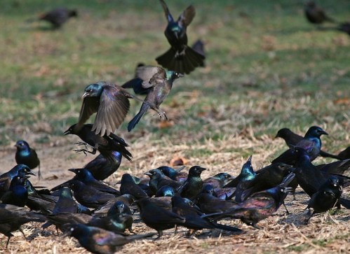 Common Grackle flock of grackles, Central Park, Murray Head