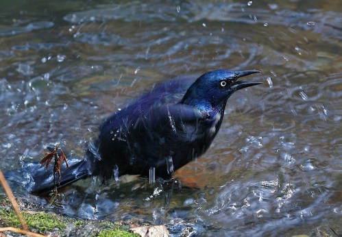 Common Grackle taking a bath, Central Park, New York City, Murray Head,