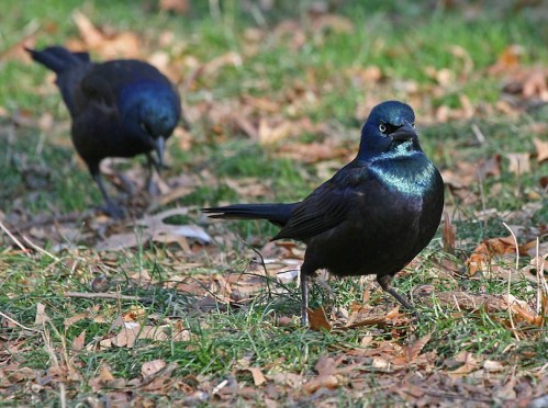 Common Grackle two grackles, Central Park,