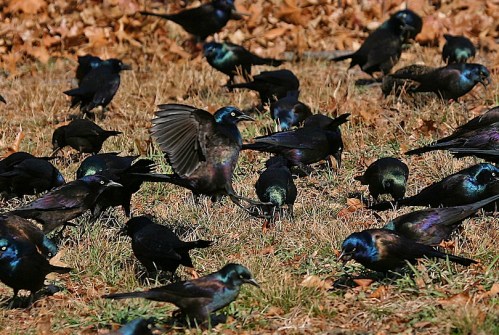 Common Grackle flock of grackles, Central park