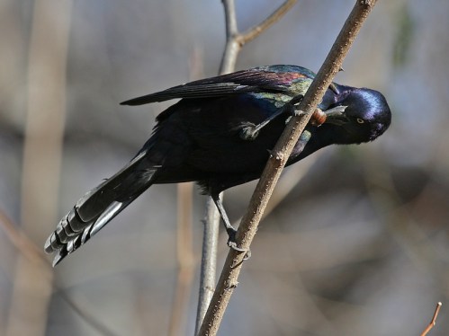 Common Grackle grackle and acorn, cracking an acorn, Central Park, Murray Head
