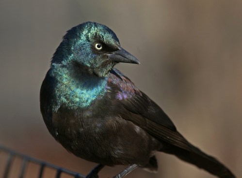 Common Grackle irridescent grackle, Central Park, Murray Head
