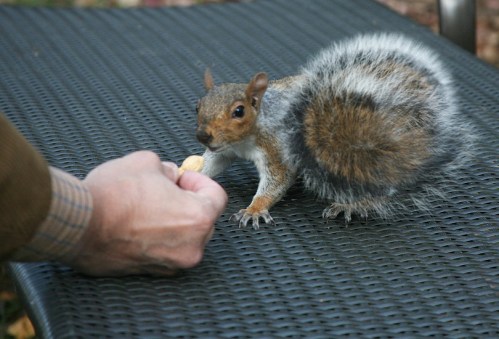 Squirrel feeding the squirrel, peanuts