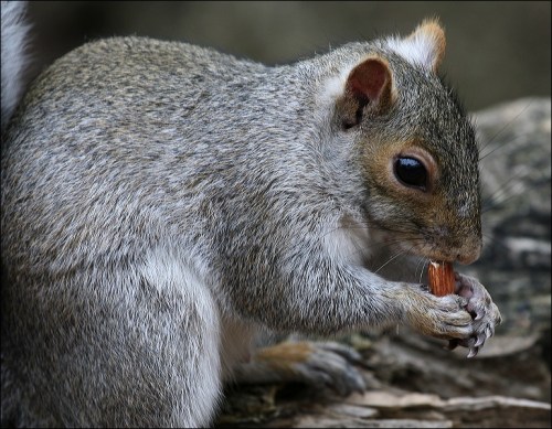 squirrel and a nut