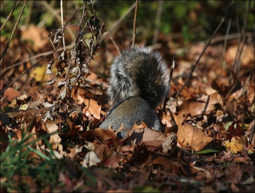 squirrel buying a nut Central Park, New York city,