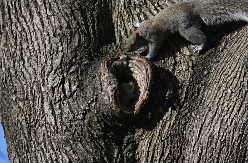 squirrel hole, tree, Central Park, gray squirrel