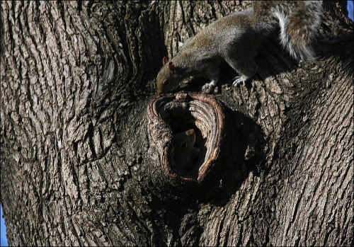 squirrel hole in tree, Central Park