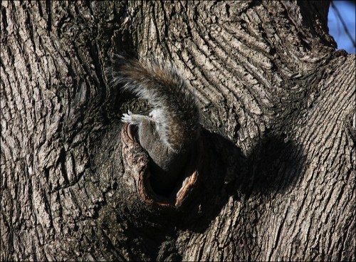 squirrel nest in tree, Central Park